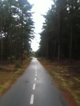 3 forest bike path skagen grenen