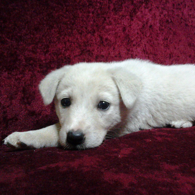 puppy street pup turkey turkiye animal shelter