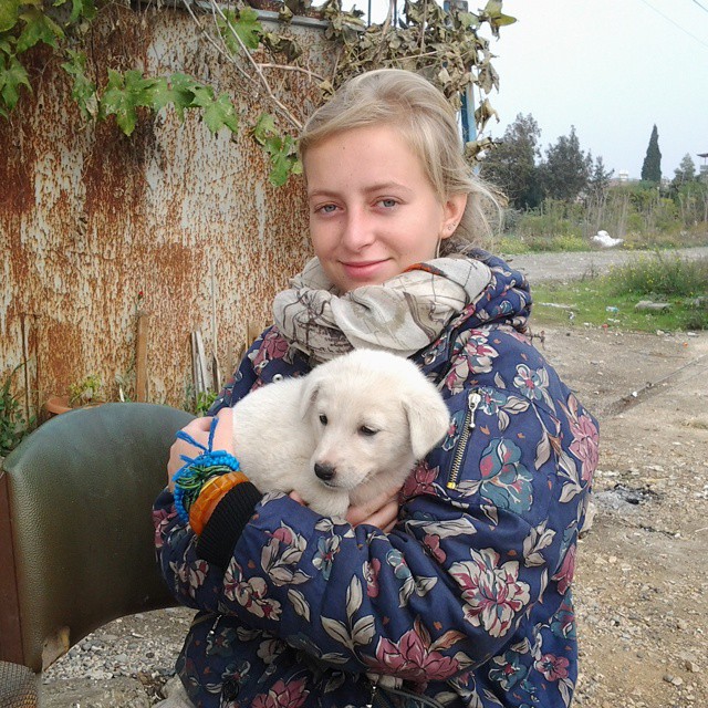 puppy street pup turkey turkiye animal shelter