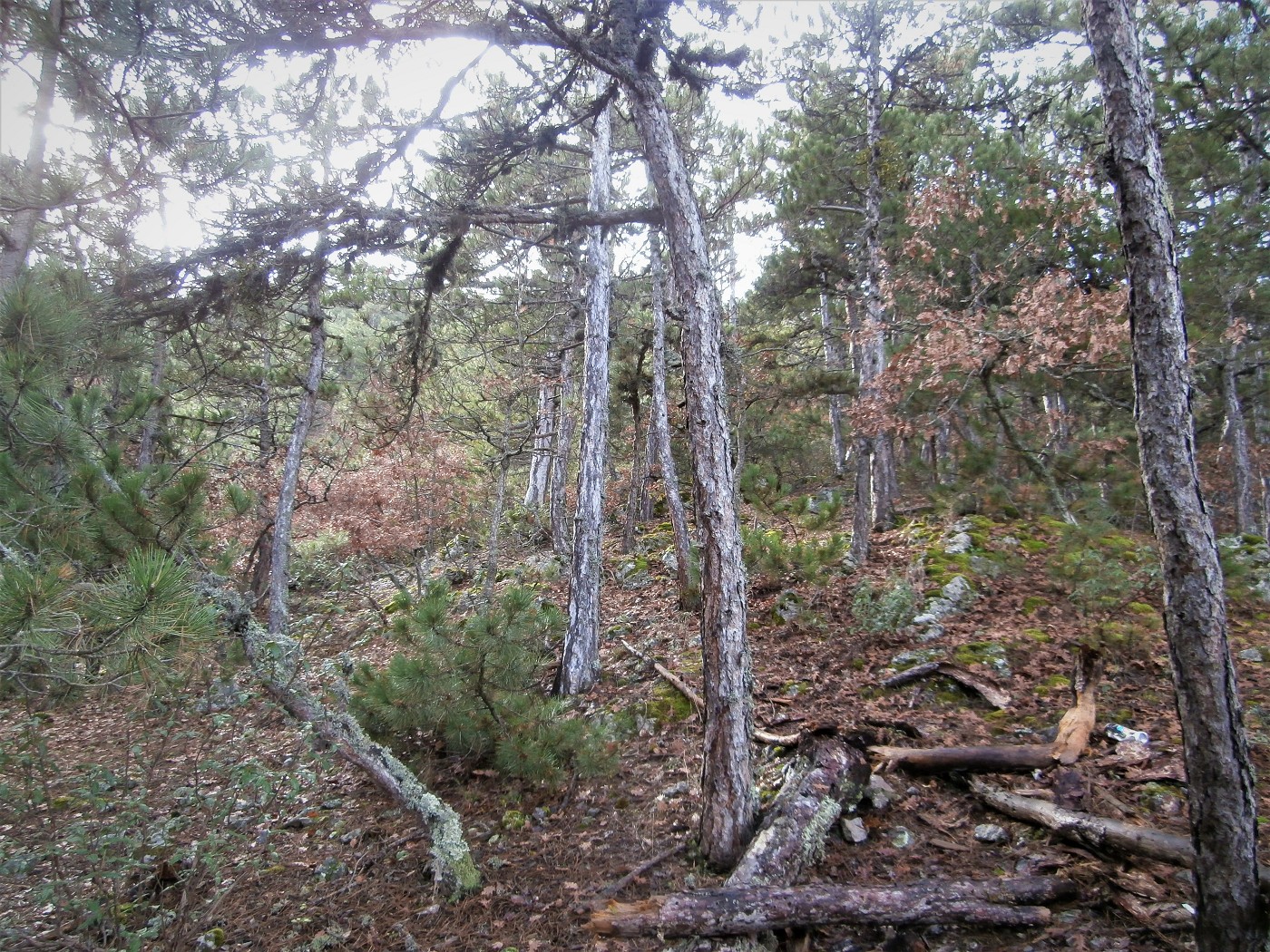 şelale Mesire Yeri Waterfalls Nearby Eskişehir 3