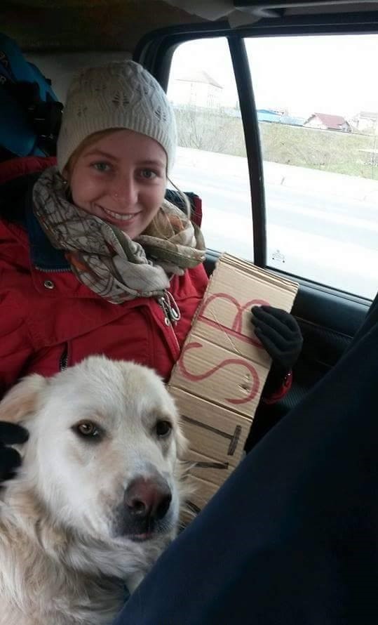 Hitch Sibiu to Timișoara Romania with a dog