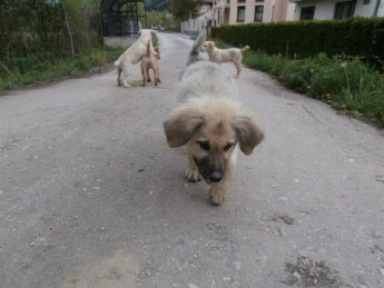 photogenic street pups bosnia and herzegovina sarajevo 2