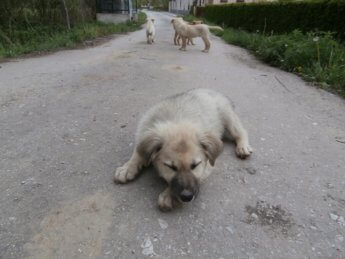 photogenic street pups bosnia and herzegovina sarajevo 3