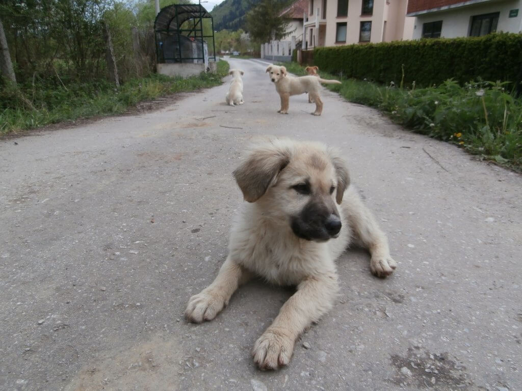 photogenic street pups bosnia and herzegovina sarajevo 4