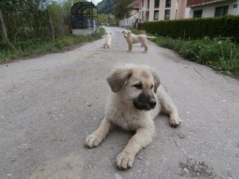 Photogenic Street Pups in Sarajevo, Bosnia and Herzegovina