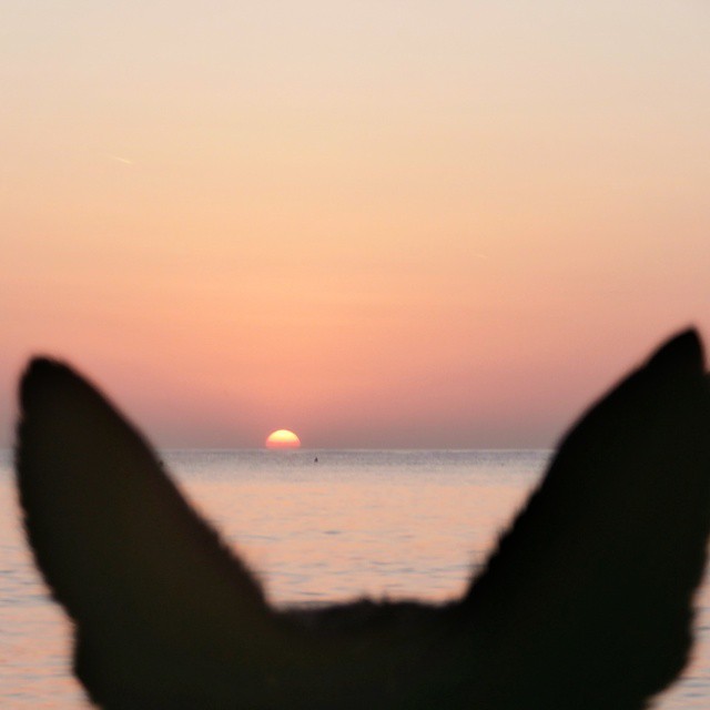 montenegrin sunsets montenegro crna gora kruce coast dog