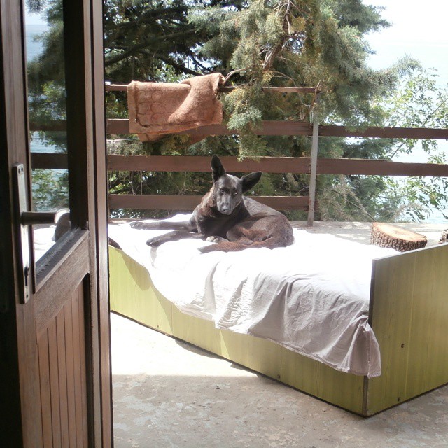 lu lu the dog montenegro kruce crna gora couchsurfing