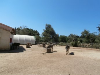 Corfu Donkey Rescue Greece 1