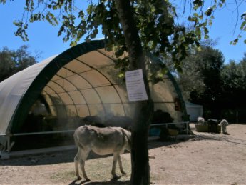 Corfu Donkey Rescue Greece 10