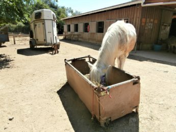 Corfu Donkey Rescue Greece 2