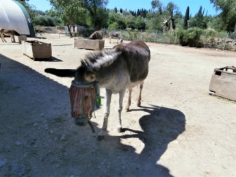 Corfu Donkey Rescue Greece 3