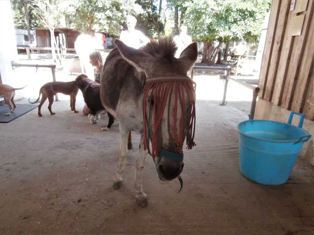 Corfu Donkey Rescue Greece 4