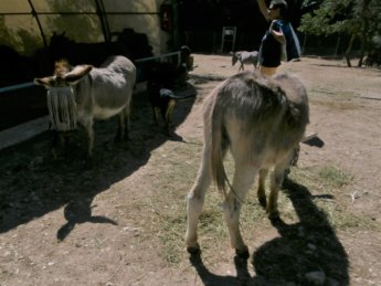 Corfu Donkey Rescue Greece 8