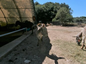 Corfu Donkey Rescue Greece 9