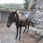horse albania gjirokastër backpack equestrian fashion