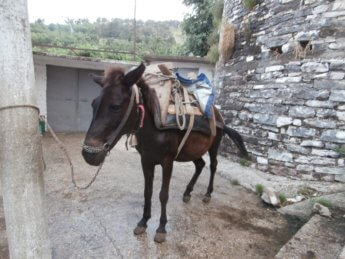 Horse with a Backpack in Gjirokastër, Albania