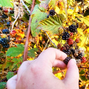 Blackberries: Autumn is the New Summer