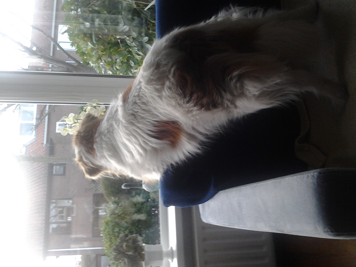 Ashley bird watching dog pet loss on the road while traveling