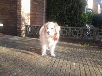 Ashley old age dog kooikerhondje