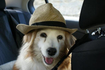 Ashley with my hat dog kooikerhondje