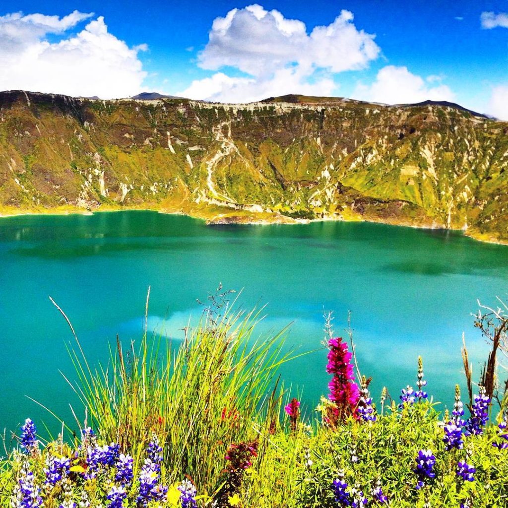 quilotoa caldera hike ecuador bush lupin flowers crater lake