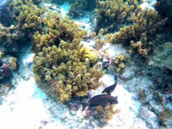 14 Snorkeling Providencia Old Providence Island San Andrés Archipelago Colombia