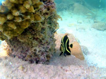 32 tropical fish Caribbean Sea Snorkeling Colombia San Andrés y Providencia pier