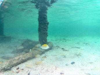 34 snorkeling tiny pier Providencia island Old Providence San Andrés