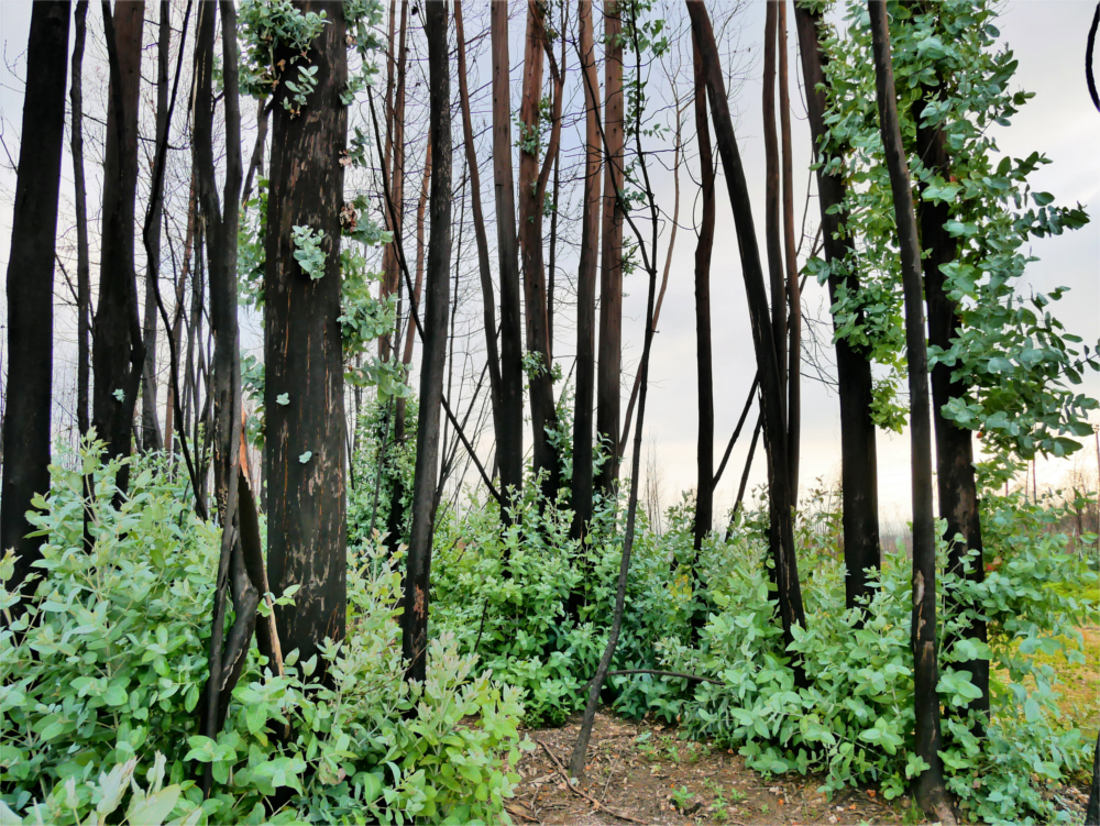 Forest fire Seia Serra da Estrela hitchhiking Portugal