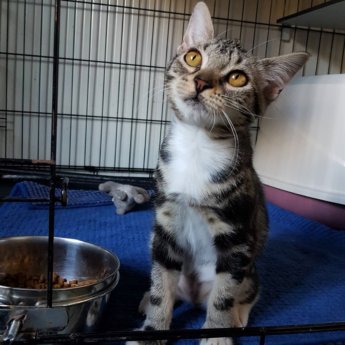 happy ending Choriza chorizo chouriço chouriça rescue kitten Porto Portugal vet midas veterinarian clinic adopt don't shop