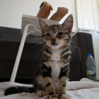 Tragedy Strikes - Kitten Rescue in Portugal, Part IV