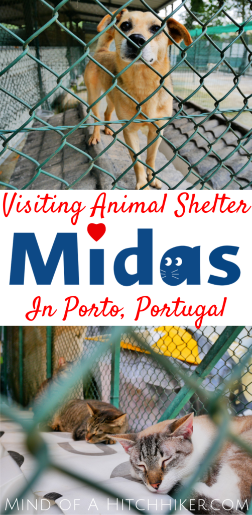 kitten rescue midas portugal porto animal shelter adopt don't shop