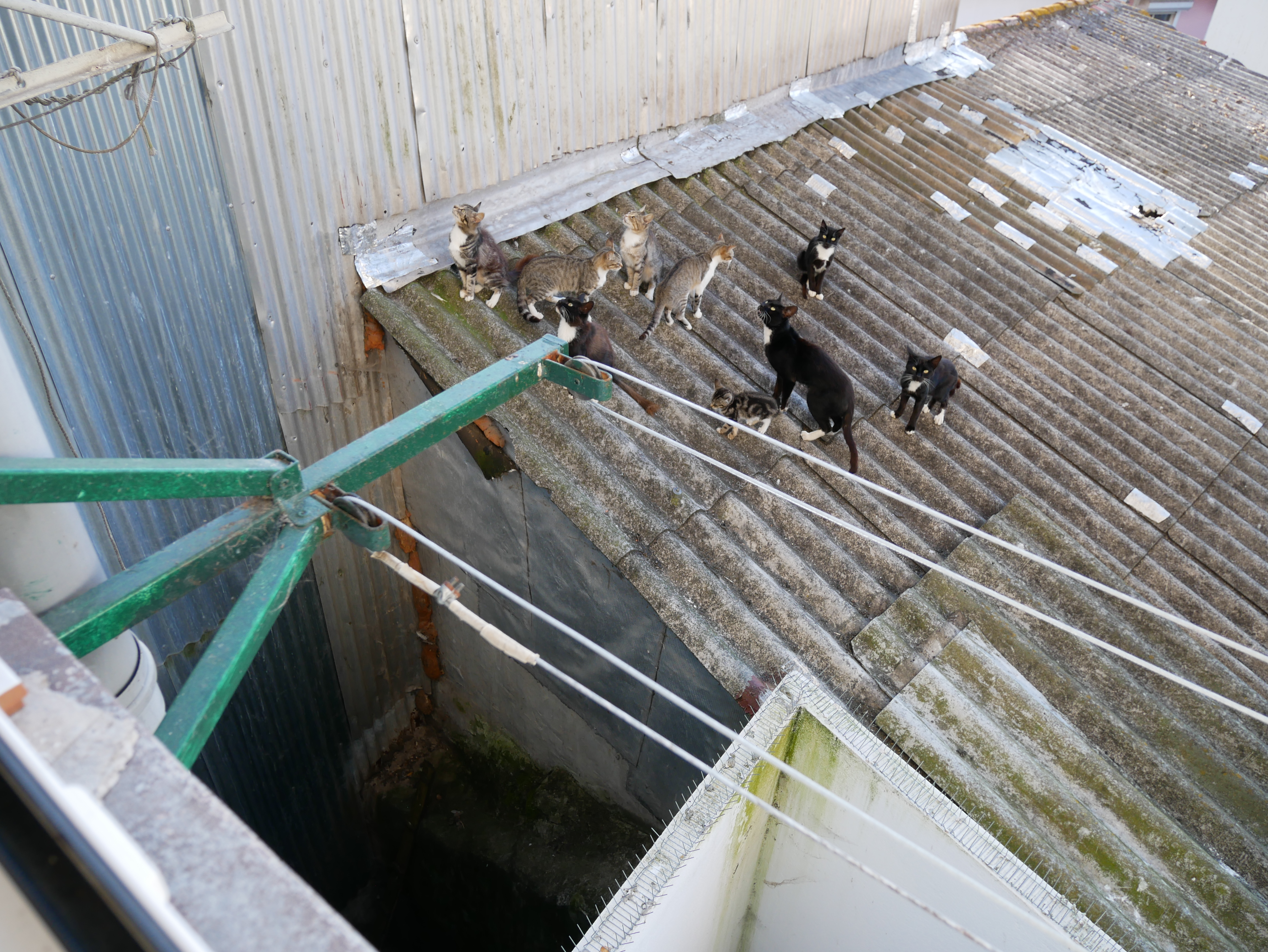 Rooftop cats rescue porto portugal midas adopt don't shop street cats stray entering the void