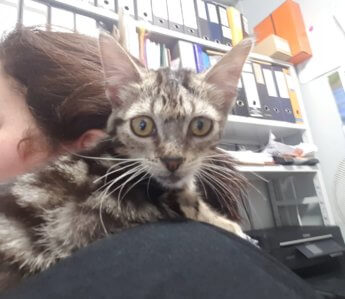 Choriza chorizo chouriço chouriça rescue kitten Porto Portugal vet midas veterinarian clinic adopt don't shop adoptive pet chonky cat alert shoulder