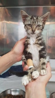 Choriza chorizo chouriço chouriça rescue kitten Porto Portugal vet midas veterinarian clinic adopt don't shop treatment