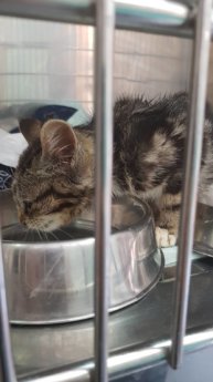 Choriza chorizo chouriço chouriça rescue kitten Porto Portugal vet midas veterinarian clinic adopt don't shop treatment eating drinking