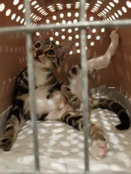 Choriza chorizo chouriço chouriça rescue kitten Porto Portugal vet midas veterinarian clinic adopt don't shop crate