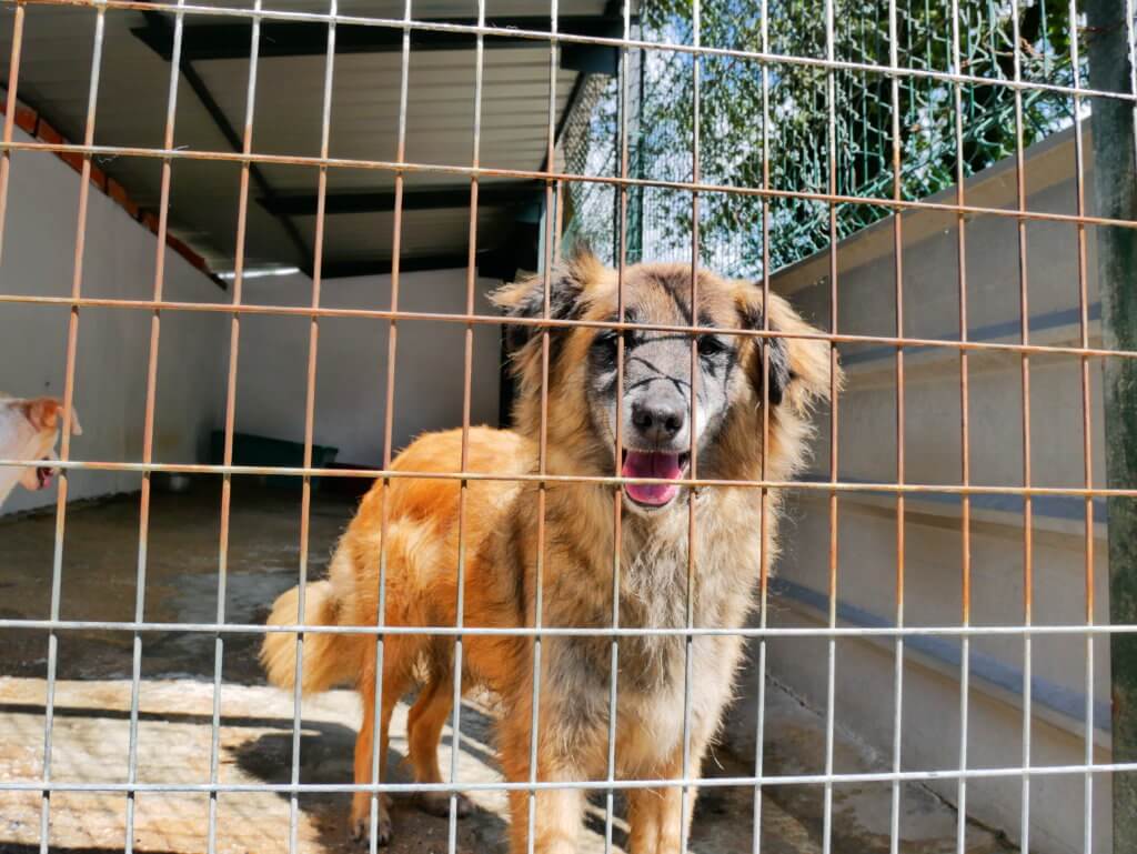 Gaspar midas porto portugal pets adoption animal shelter