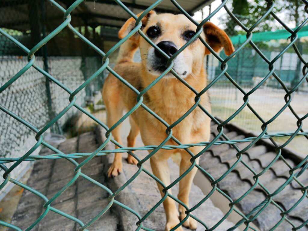 dog adoption pet midas animal shelter porto portugal