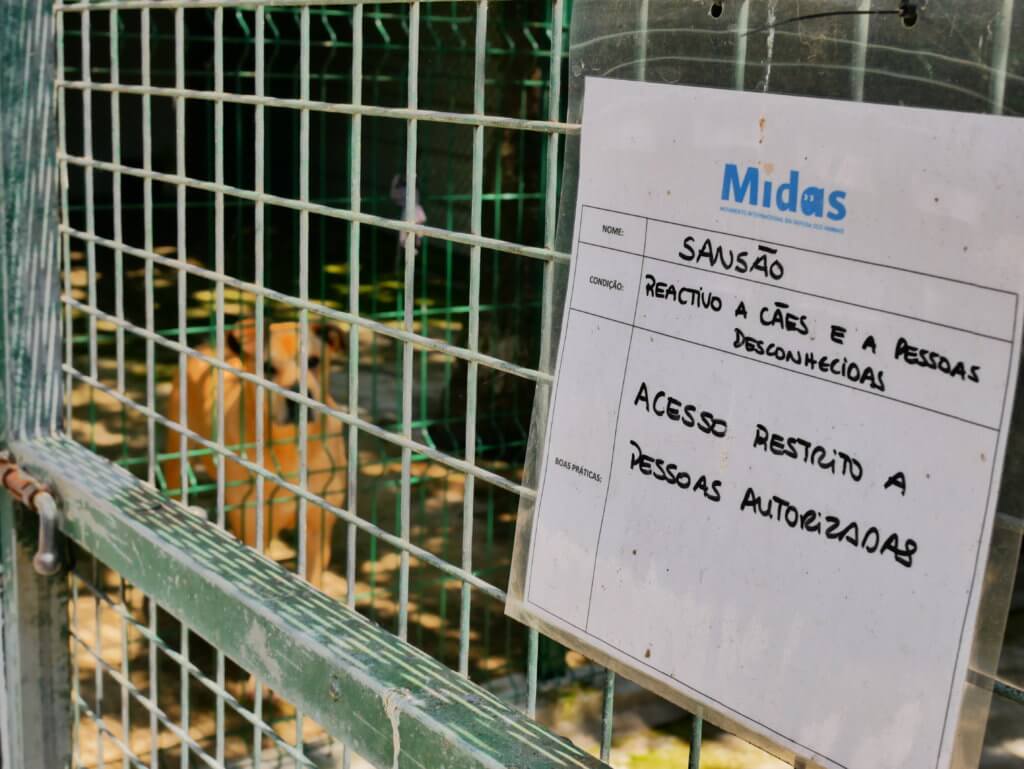 dog pet midas portugal porto animal shelter adoption
