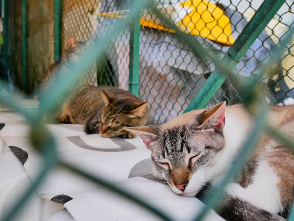 sleeping cats midas porto portugal adoption pets animal shelter chonk