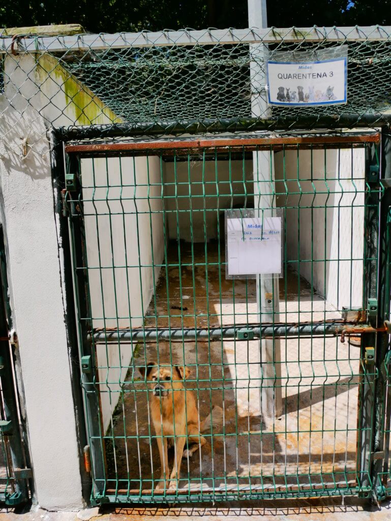 Rafa quarantine Midas porto portugal animal shelter dog adoption