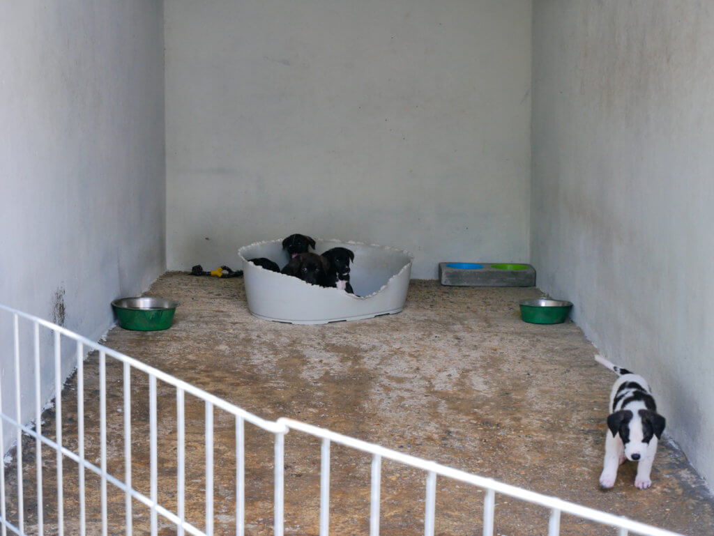 small animal shelter