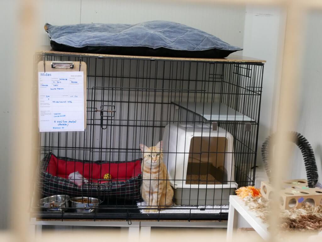 cat kennels for shelters