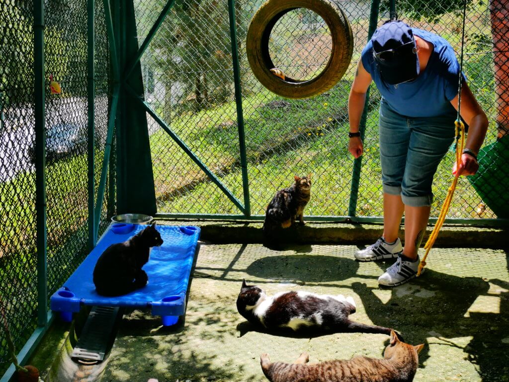 person cats shelter playing midas animals porto portugal adoption