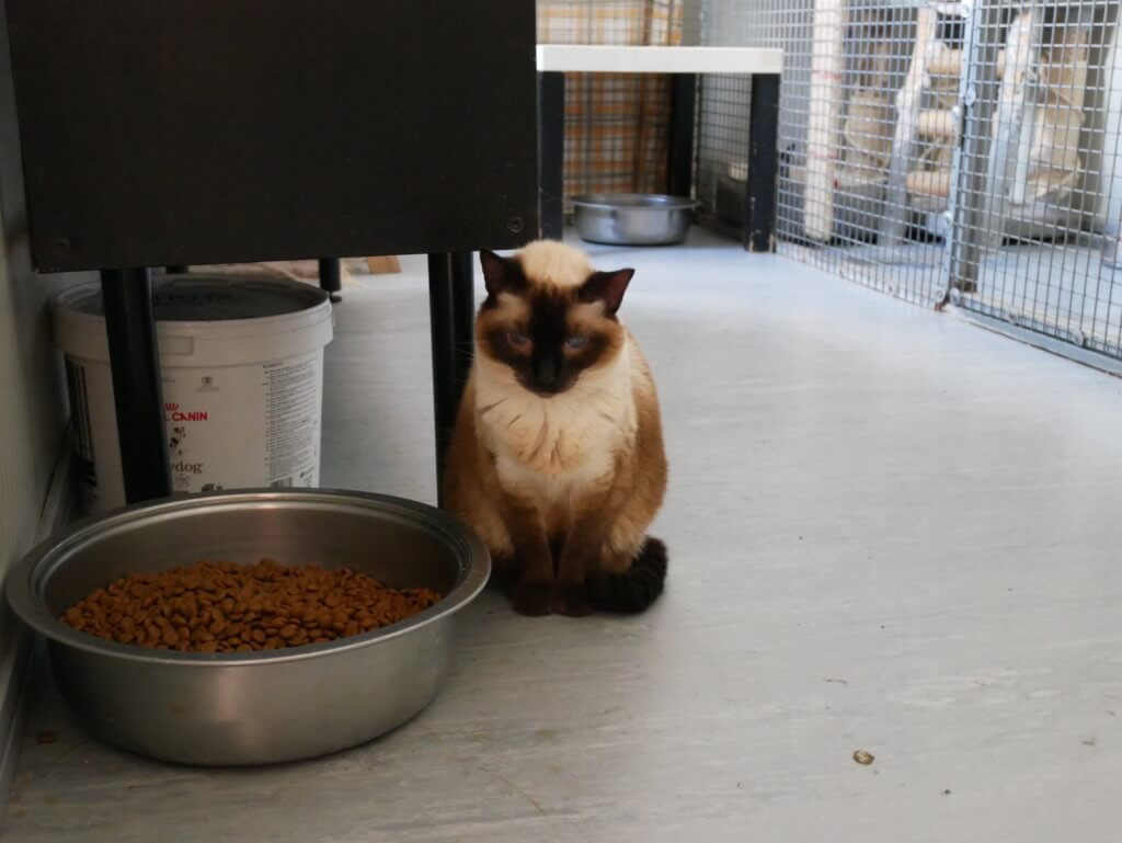 ombré cat midas animal shelter porto portugal blind adoption