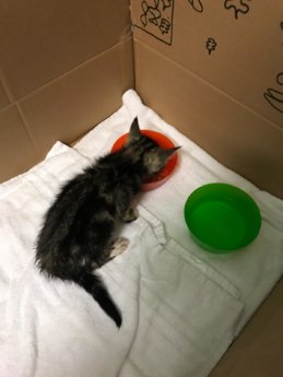 Choriza chorizo chouriço chouriça rescue kitten Porto Portugal vet midas veterinarian clinic adopt don't shop adoptive pet box towel food water