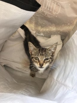 Choriza chorizo chouriço chouriça rescue kitten Porto Portugal vet midas veterinarian clinic adopt don't shop adoptive pet meow