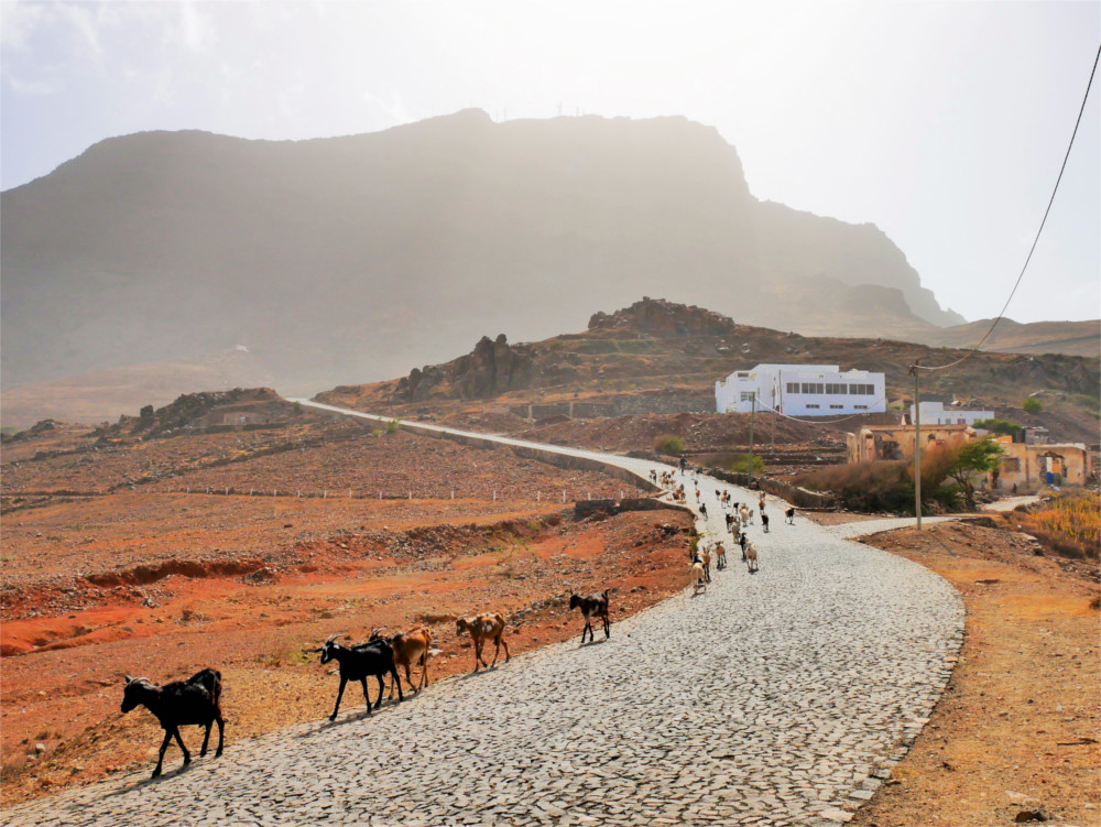 goat herder São Vicente Cabo Verde Monte Verde hike hitchhike