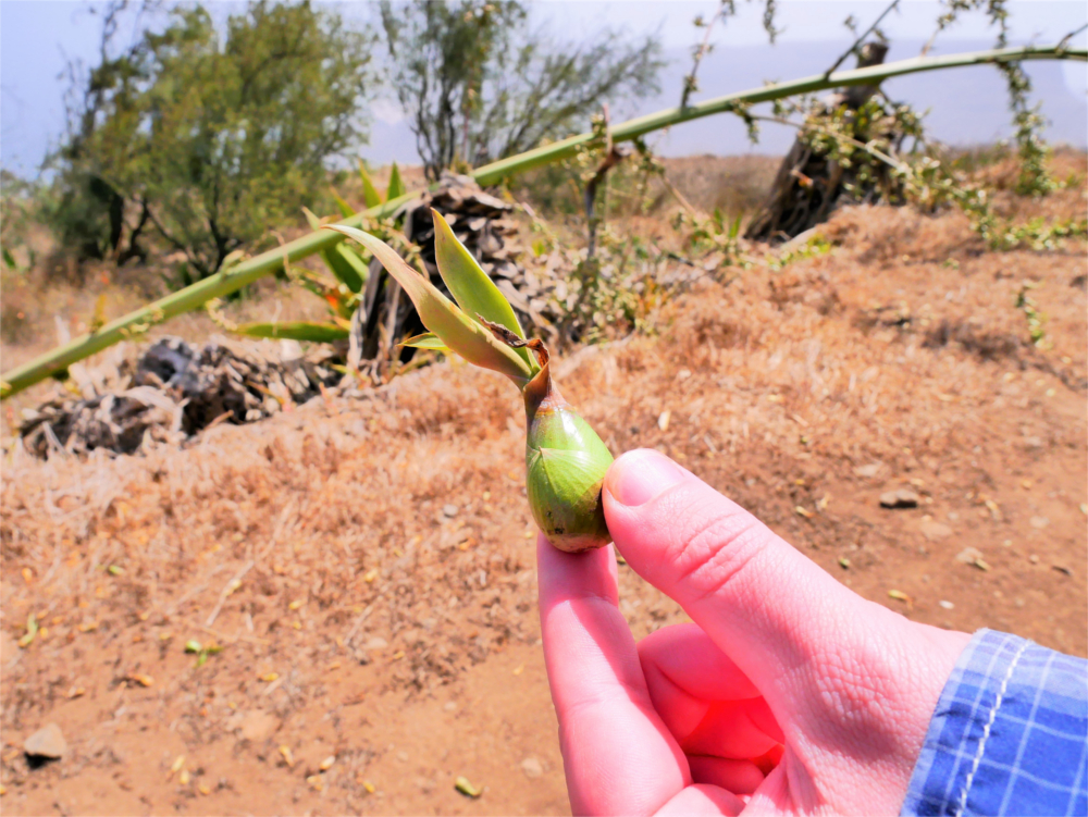 Flora fauna Cabo Verde Monte Verde aloe vera plant seed tree nature